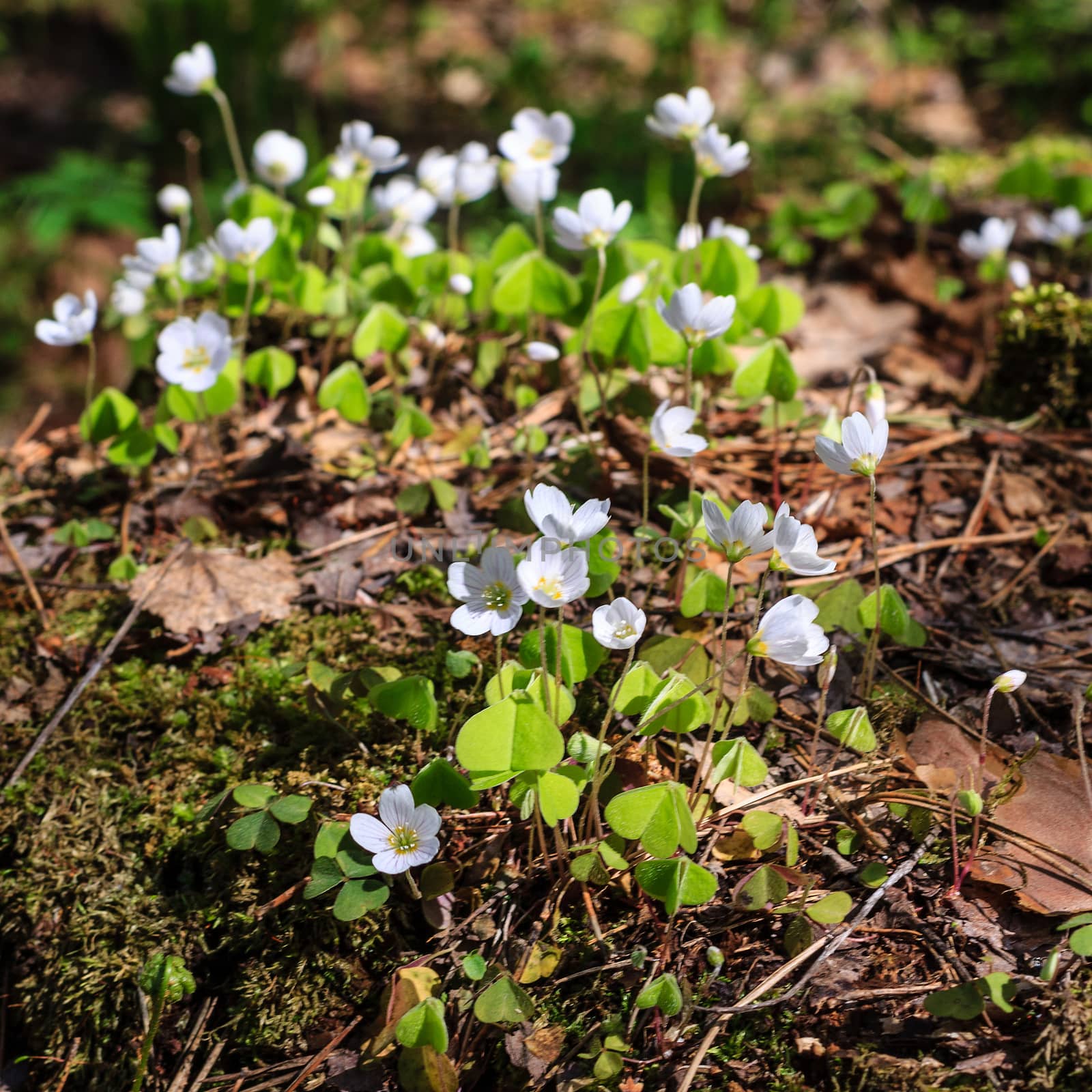 First white spring flowers in the forest at May