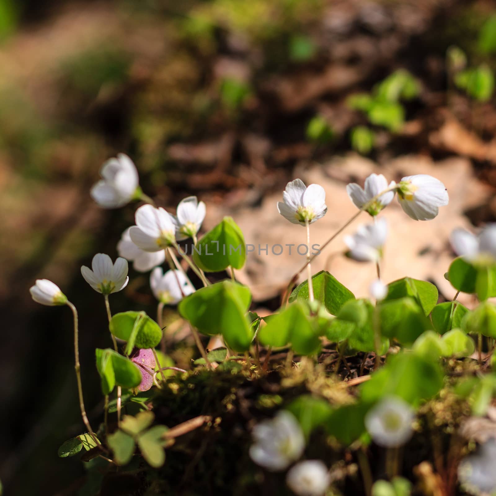 First white spring flowers in the forest at May