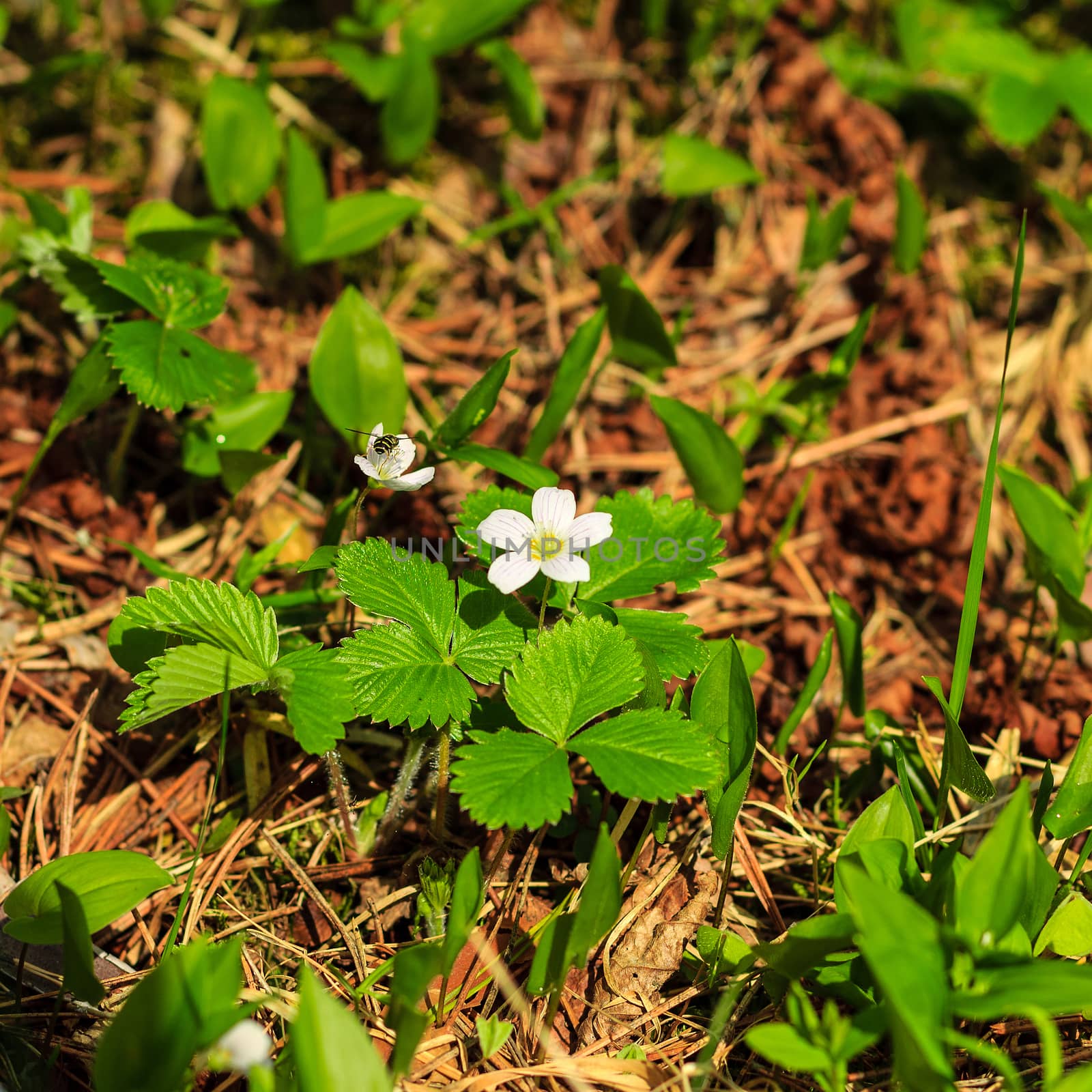 First white spring flowers in the forest at May