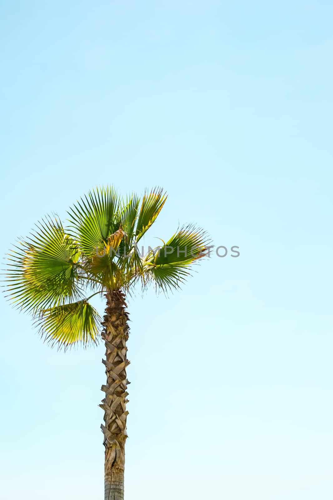 a lone palm tree on clear blue sky