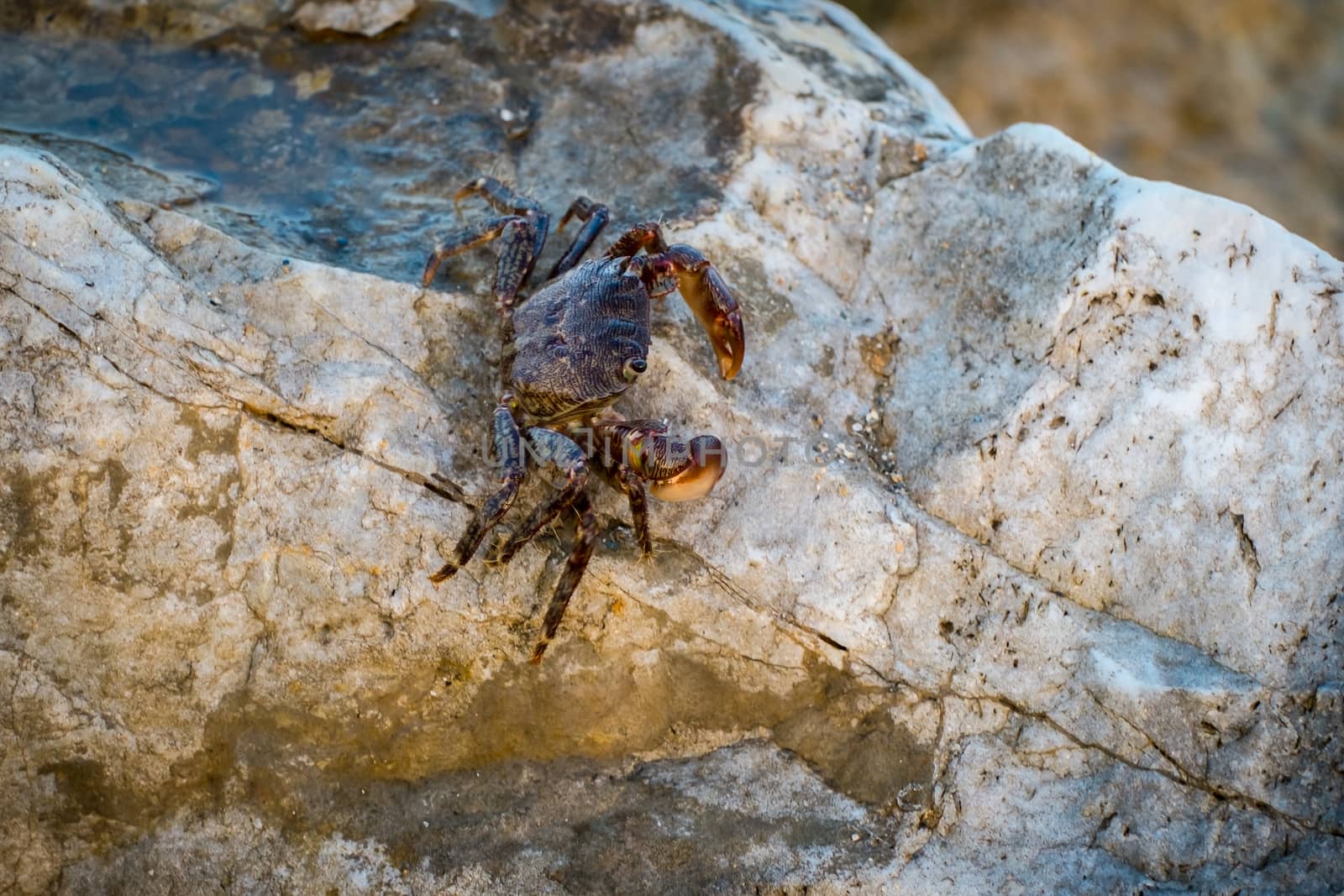 a small crab on rocks