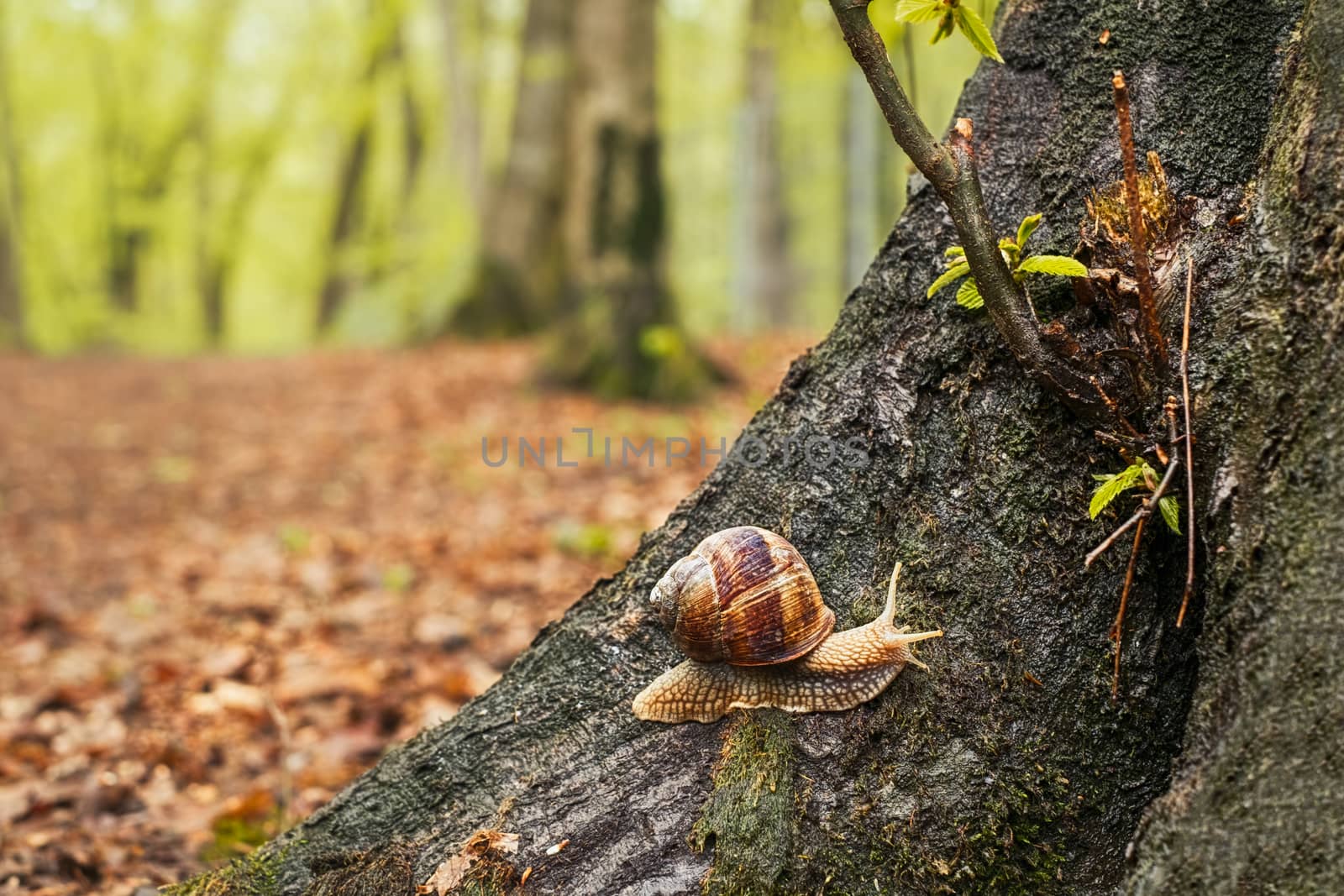 a snail on a tree in the forest