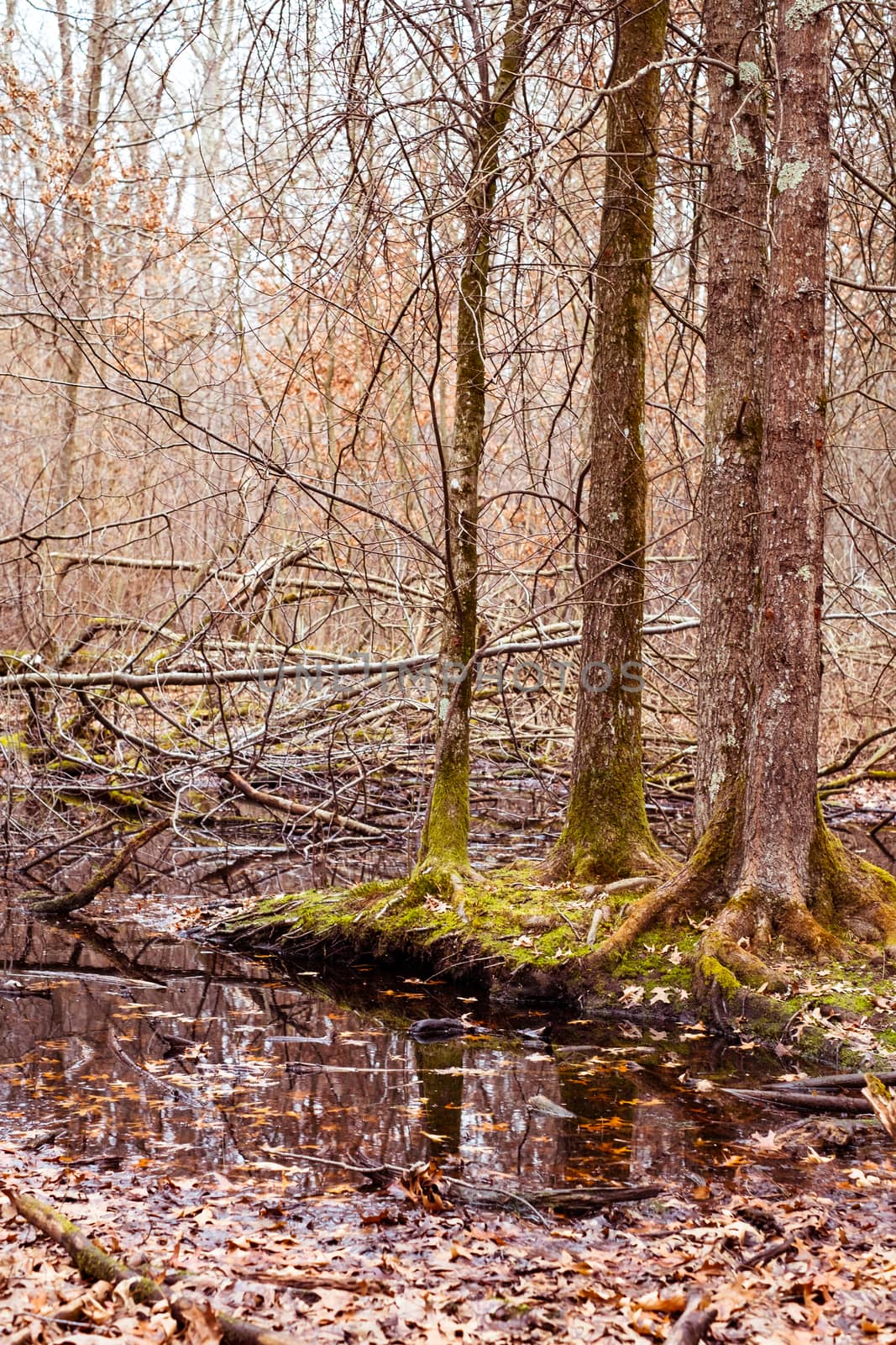 a small lake in the forest