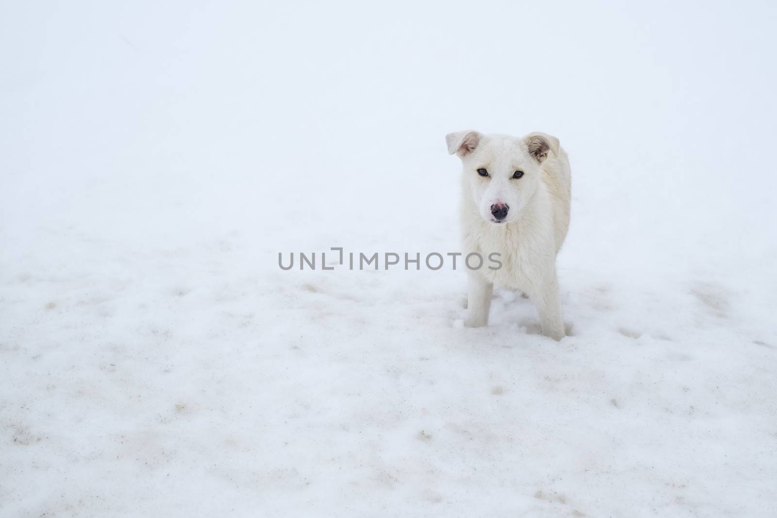 a white dog is in the snow