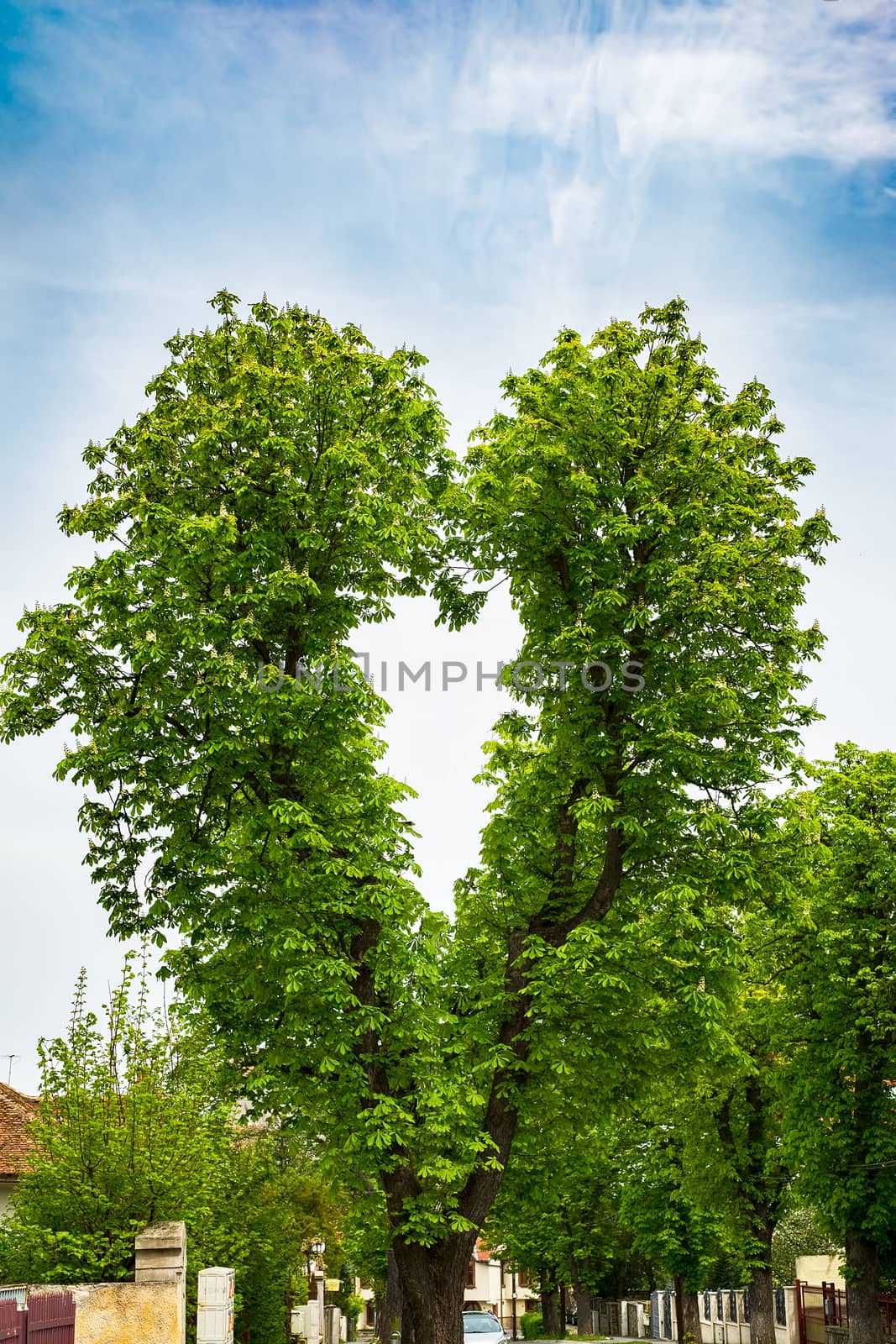 a chestnut tree with branches in shape of heart on the street of Sibiu city, Romania