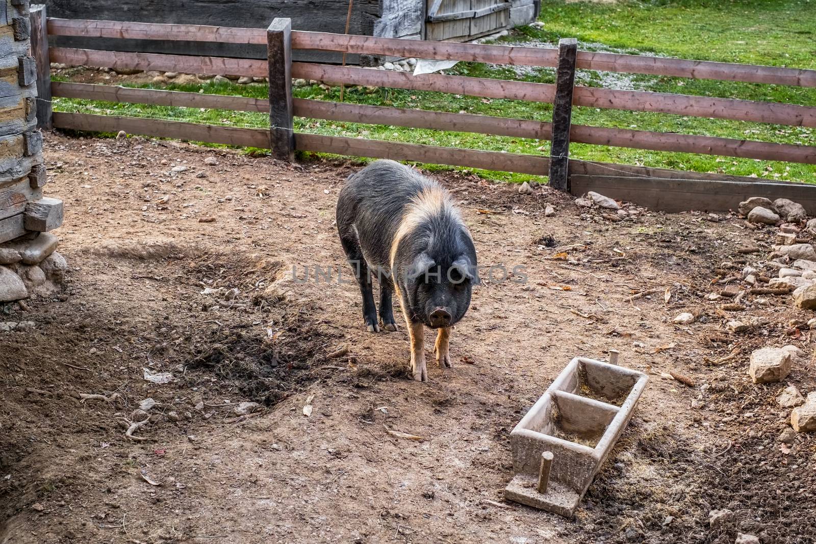 a pig in the yard to the country