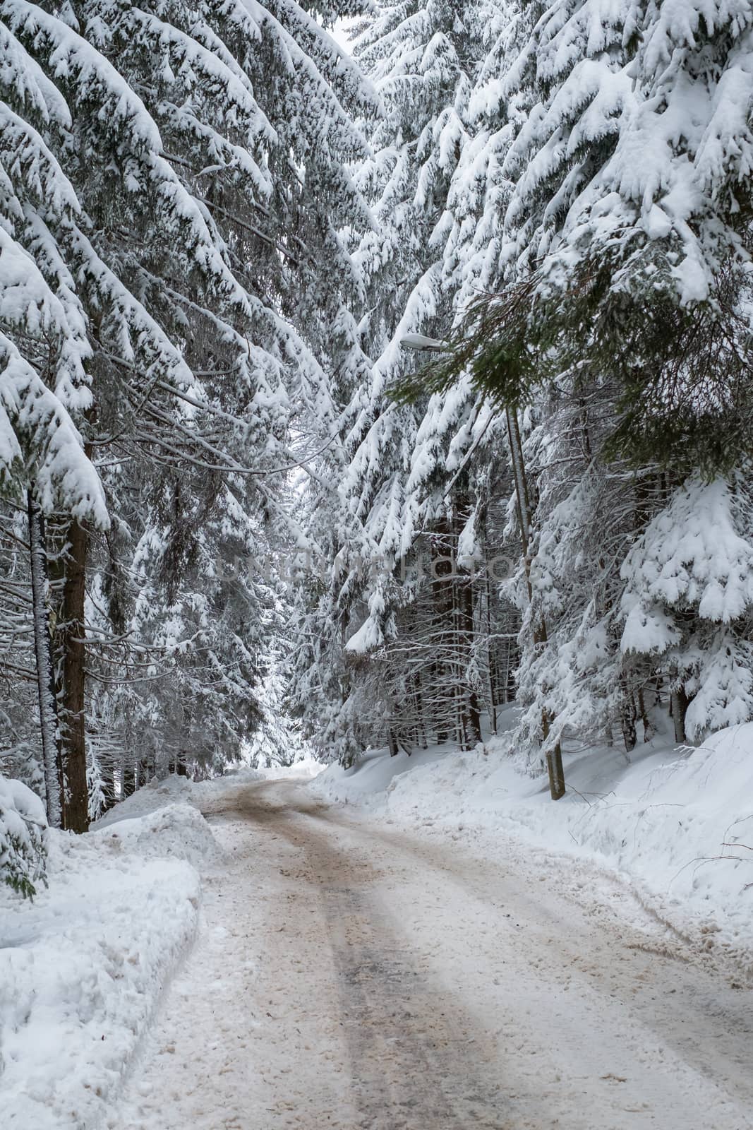 a snow-covered road through snow-covered pines