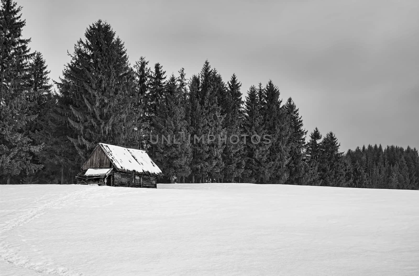 an abandoned sheepfold hut with pine trees
