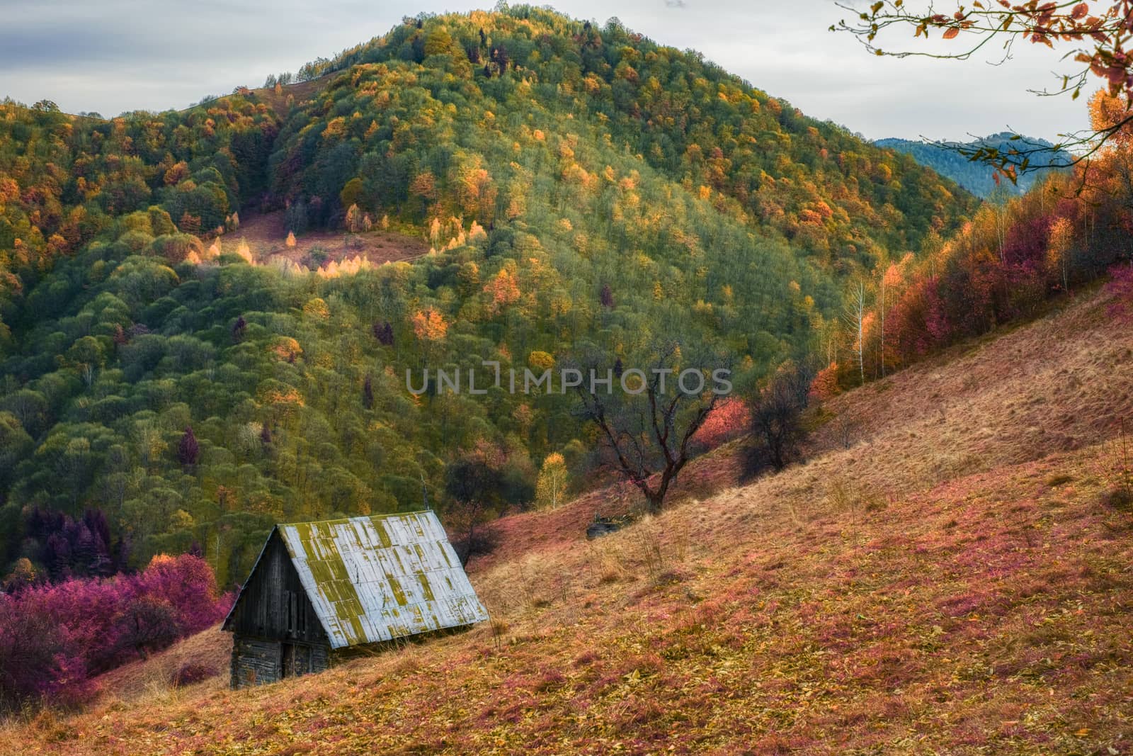 an old hut in autumn mountain landscape in infrared near Rasinari village area, Cindrel mountains, Burului hill, Sibiu county, Romania
