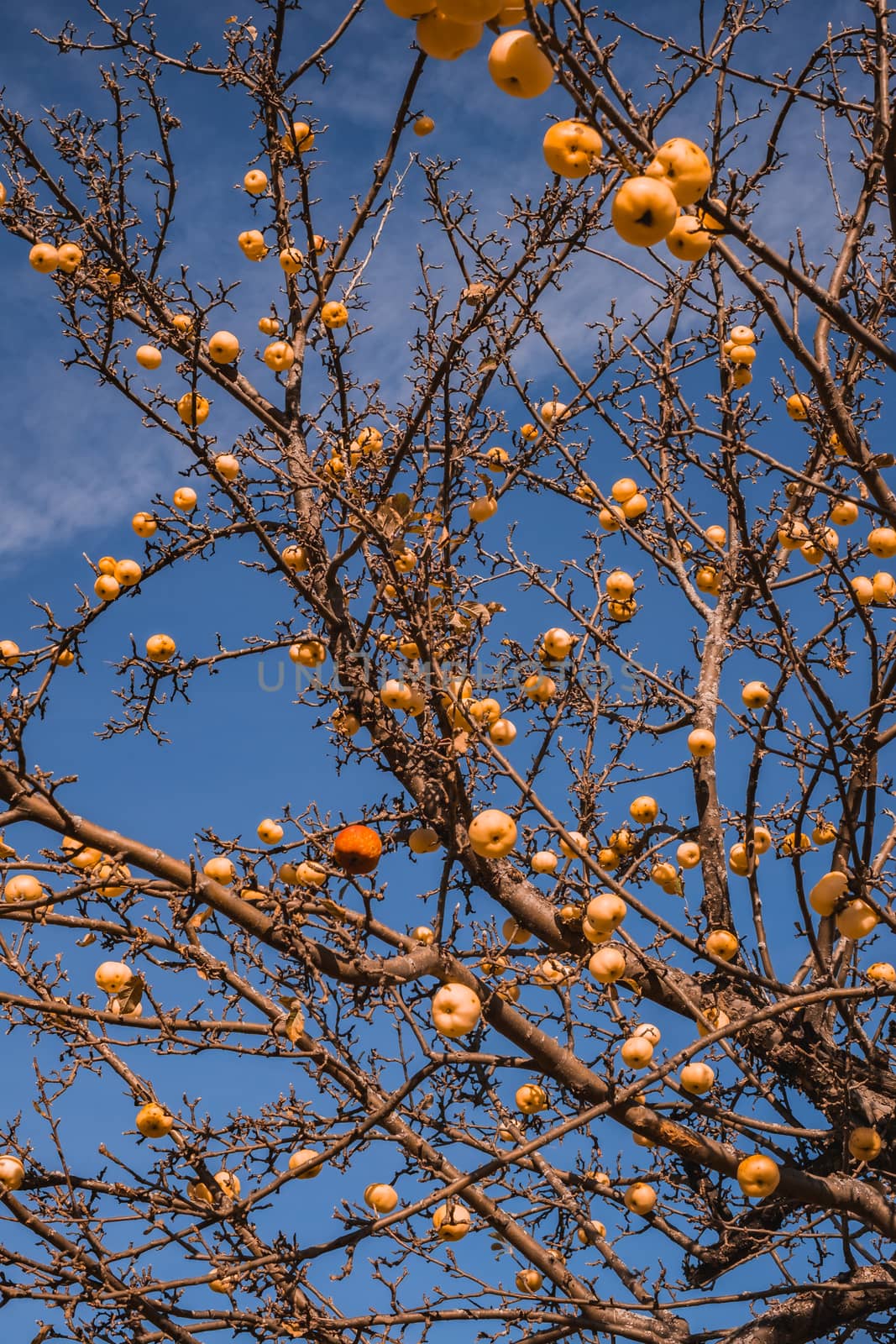 apple without leaves with golden apples