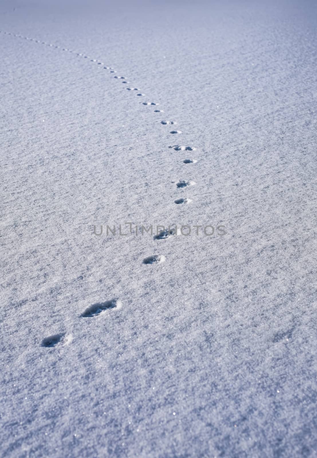 Animal Traces in fresh loose snow
