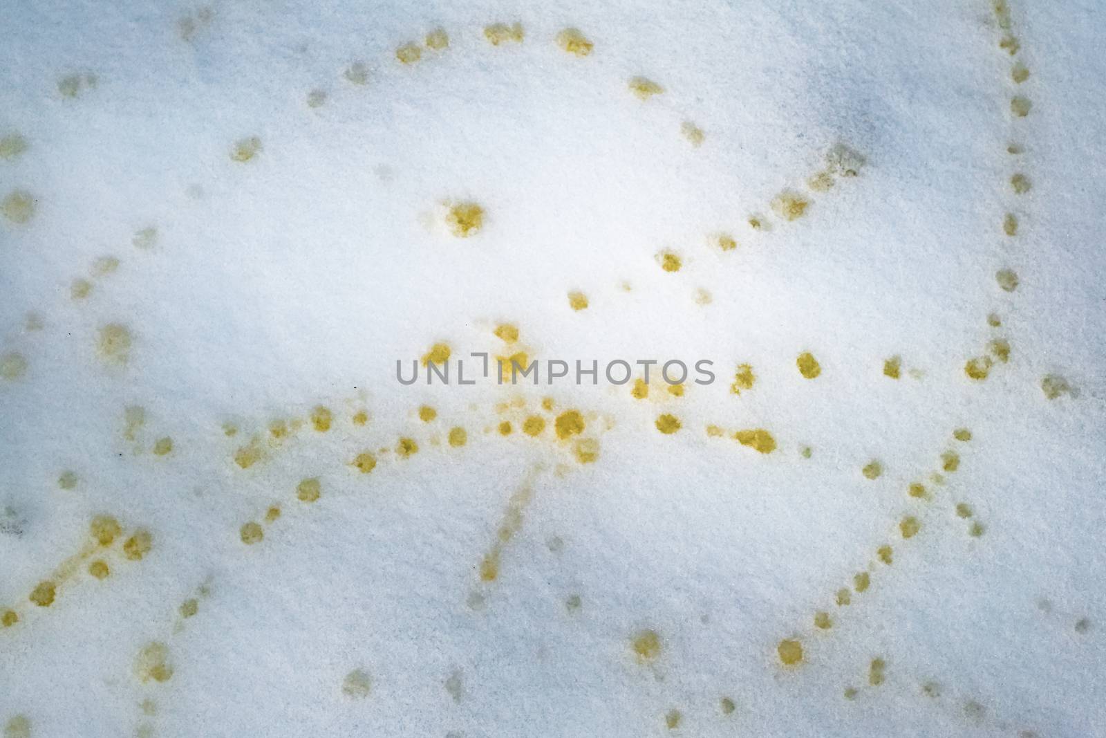 Animal yellow urine pee in fresh snow