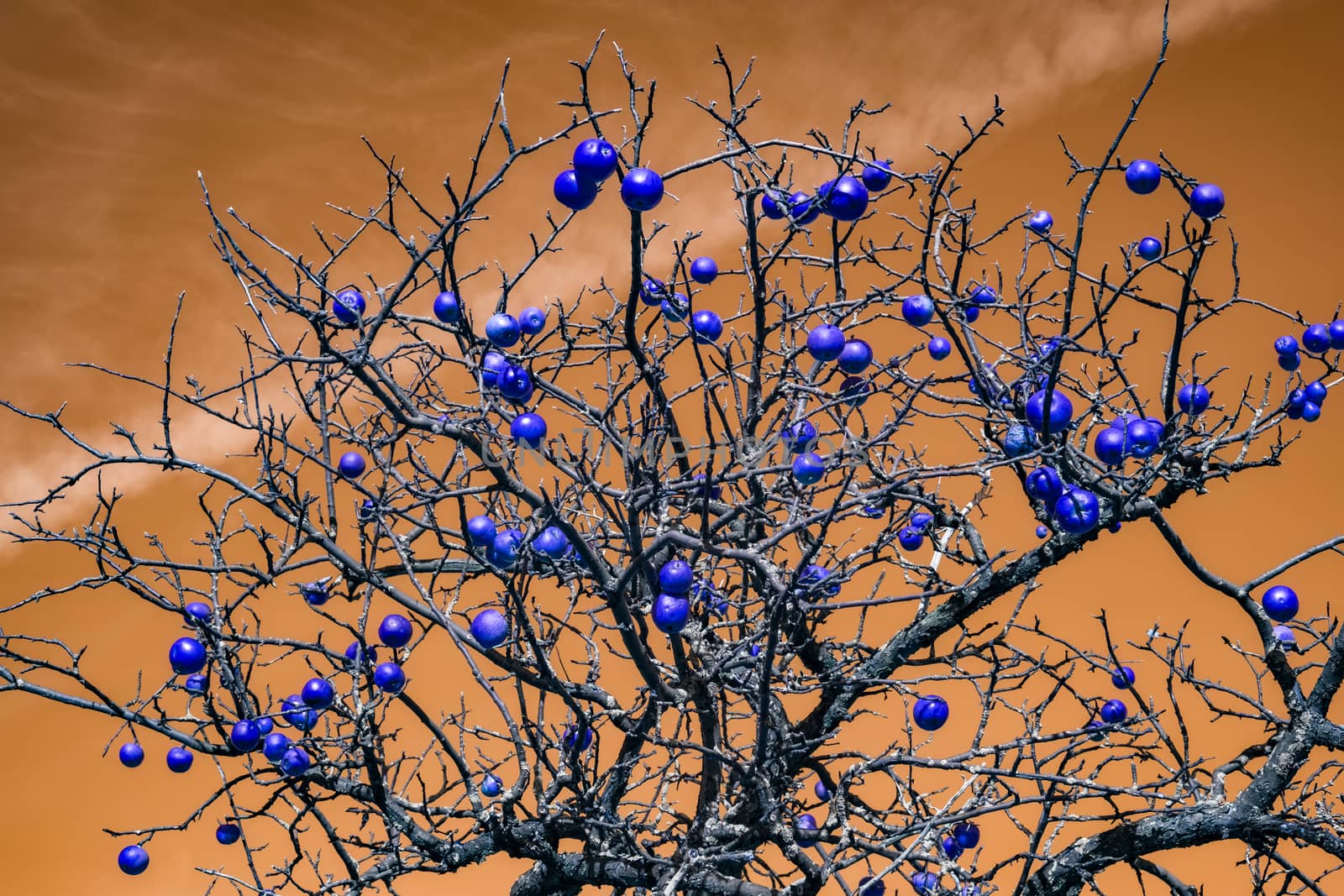 apple with blue apples in the orange sky