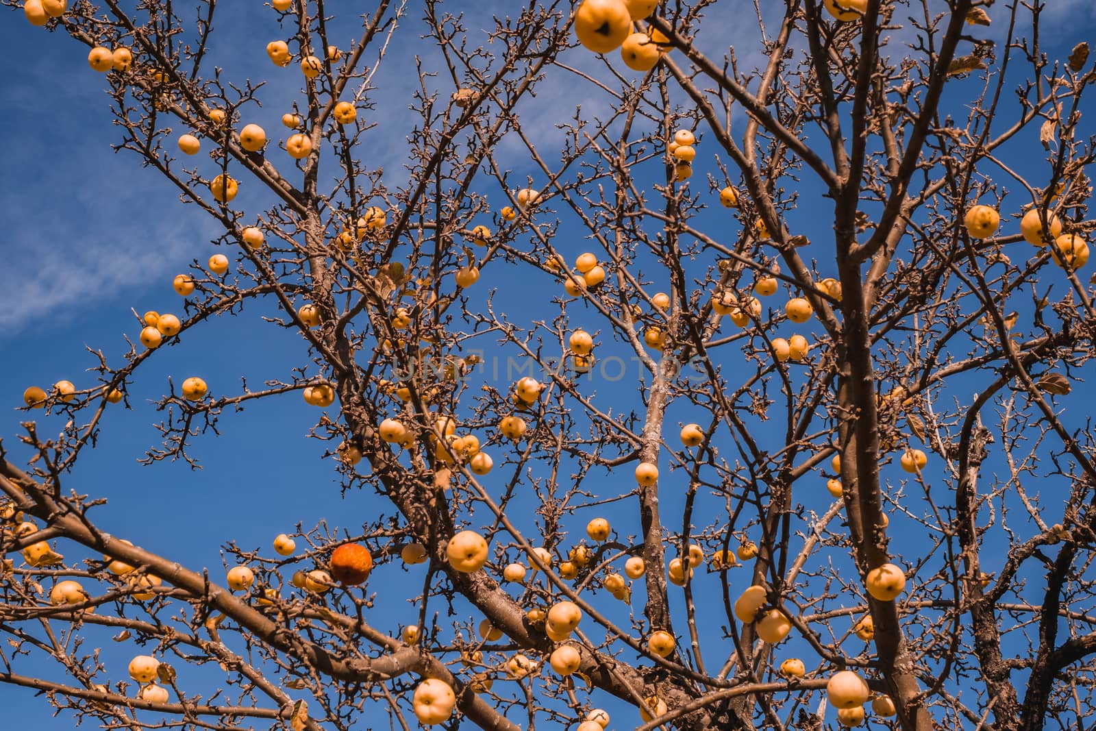 apple without leaves with golden apples