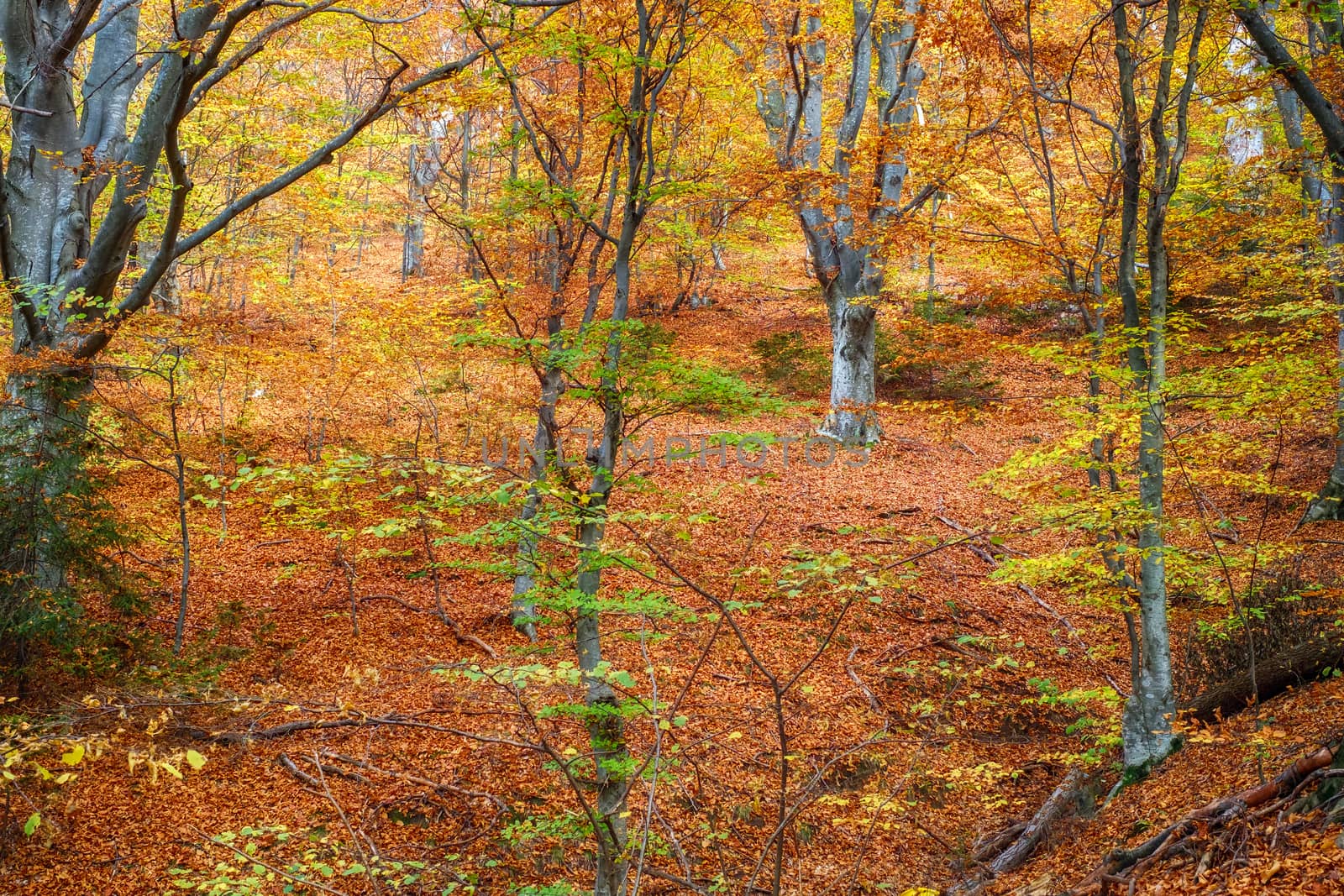 Autumn in the beech forest