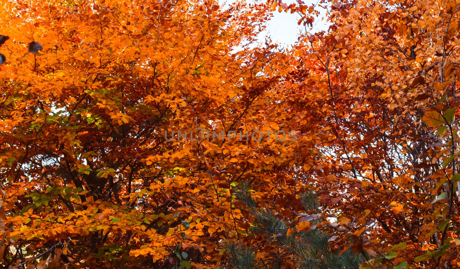 autumn landscape on sunny day, Cindrel mountains, Sibiu county, Romania