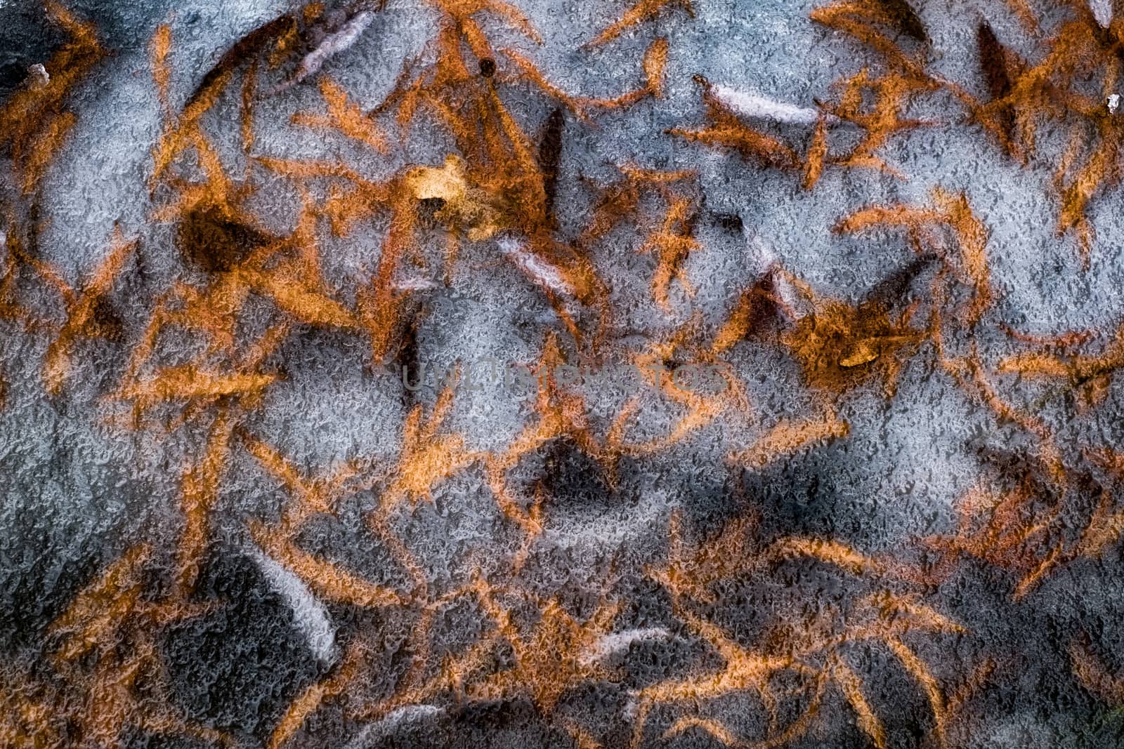 Autumn leaves under the ice