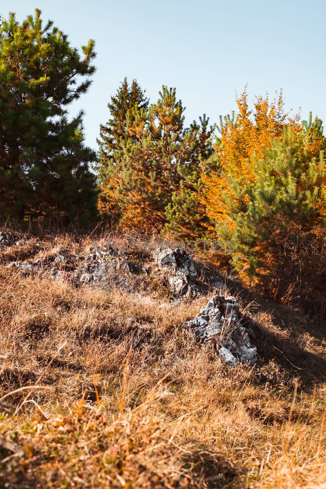 autumn landscape on sunny day, Cindrel mountains, Sibiu county, Romania