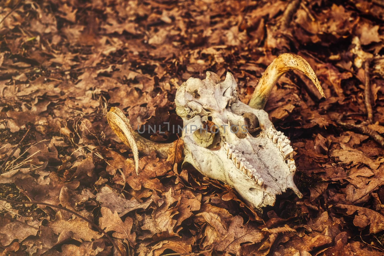 animal skull in the autumn forest