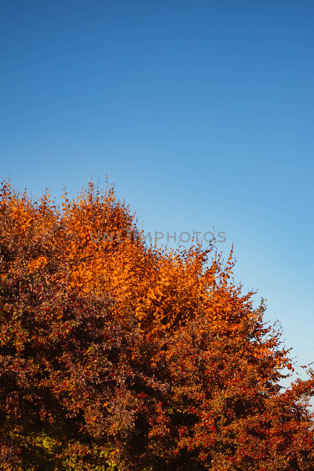 autumn landscape on sunny day, Cindrel mountains, Sibiu county, Romania