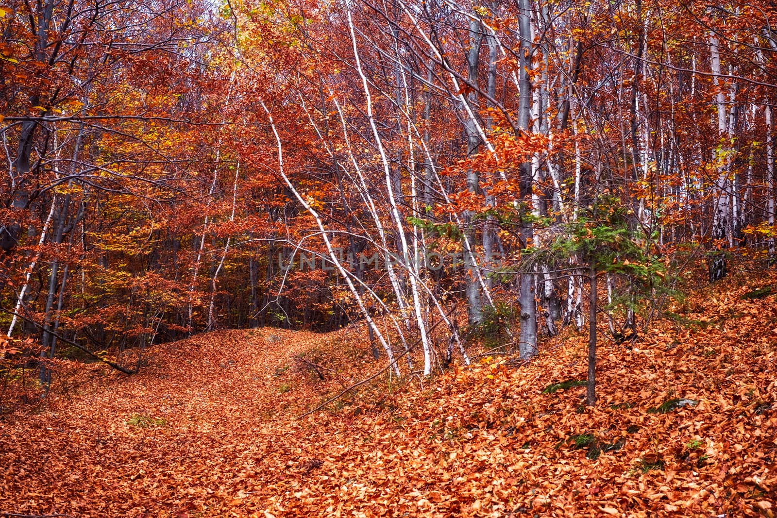 autumn forest of birch trees with fallen leaves