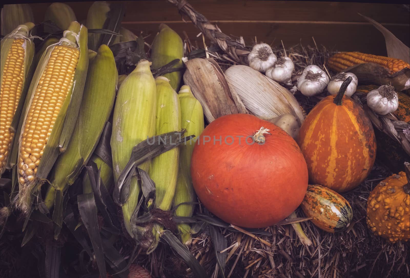 Autumn products composition with pumpkins, maize, garlic on straw