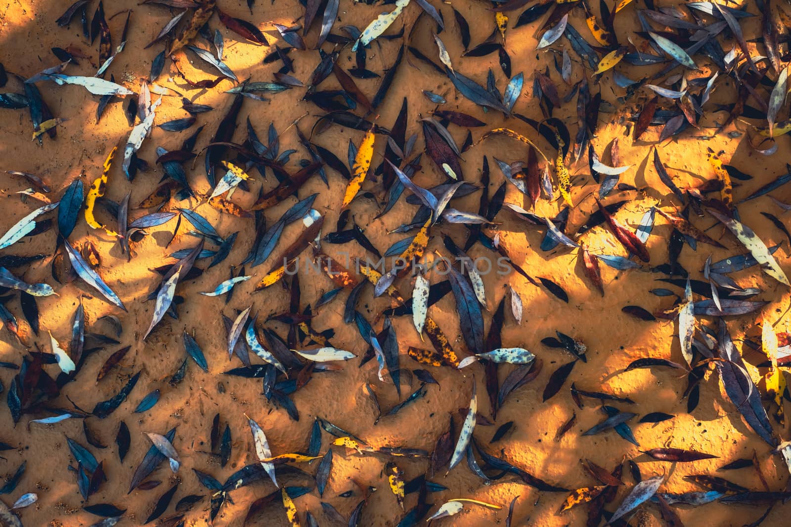 Autumn leaves on the golden sand