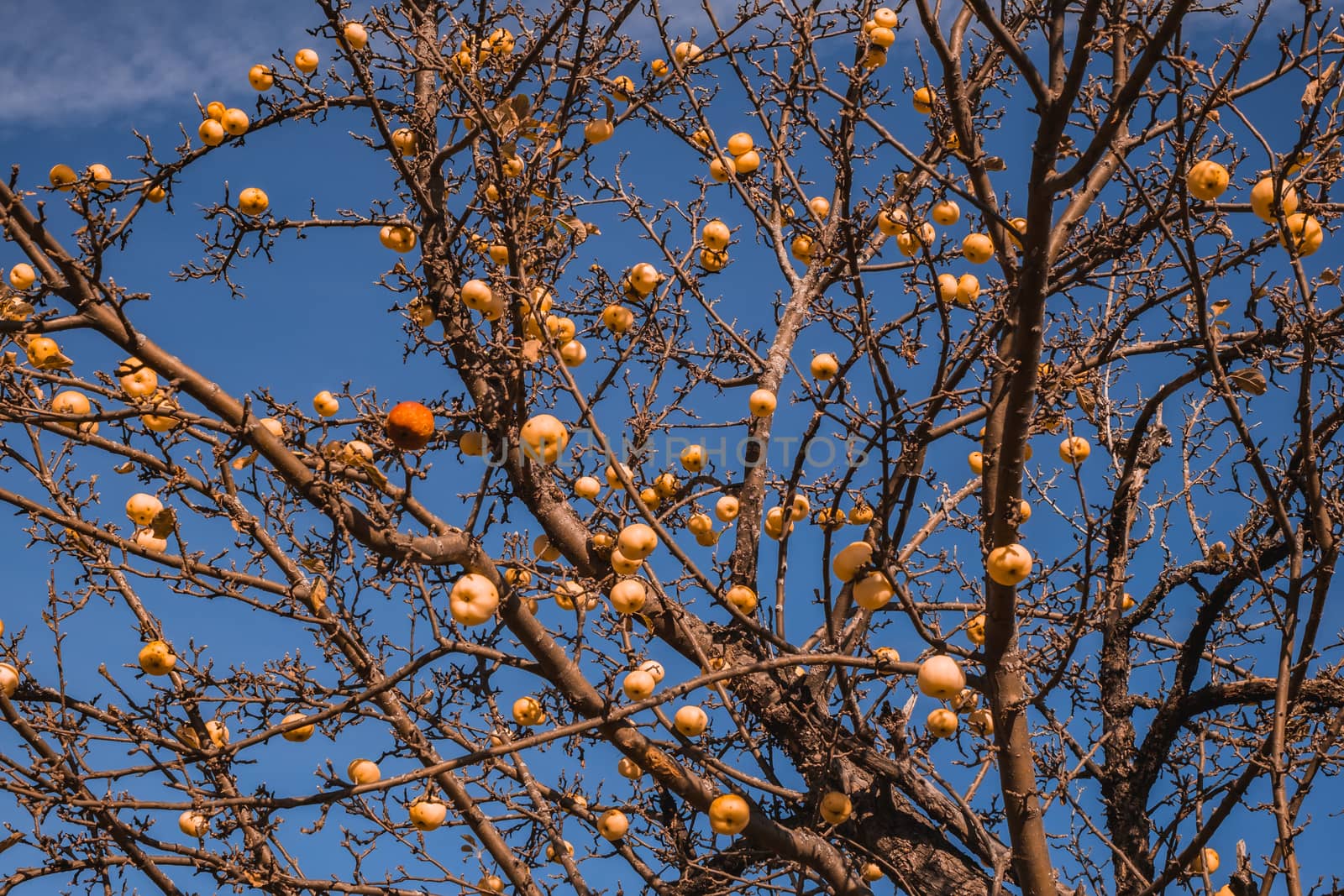 apple without leaves with golden apples
