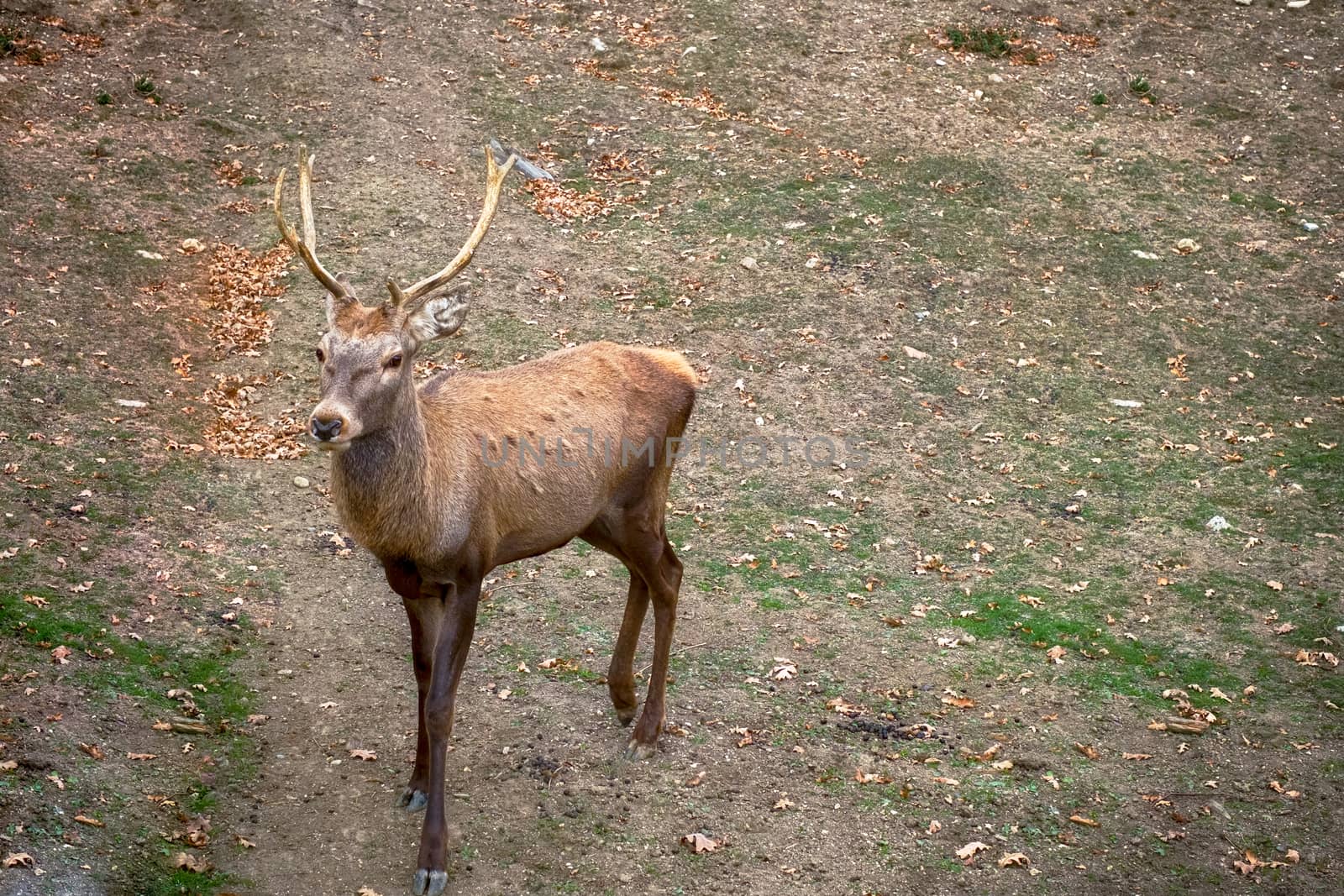 Carpathian brown deer with branched horns in nature, Romania, Europe.