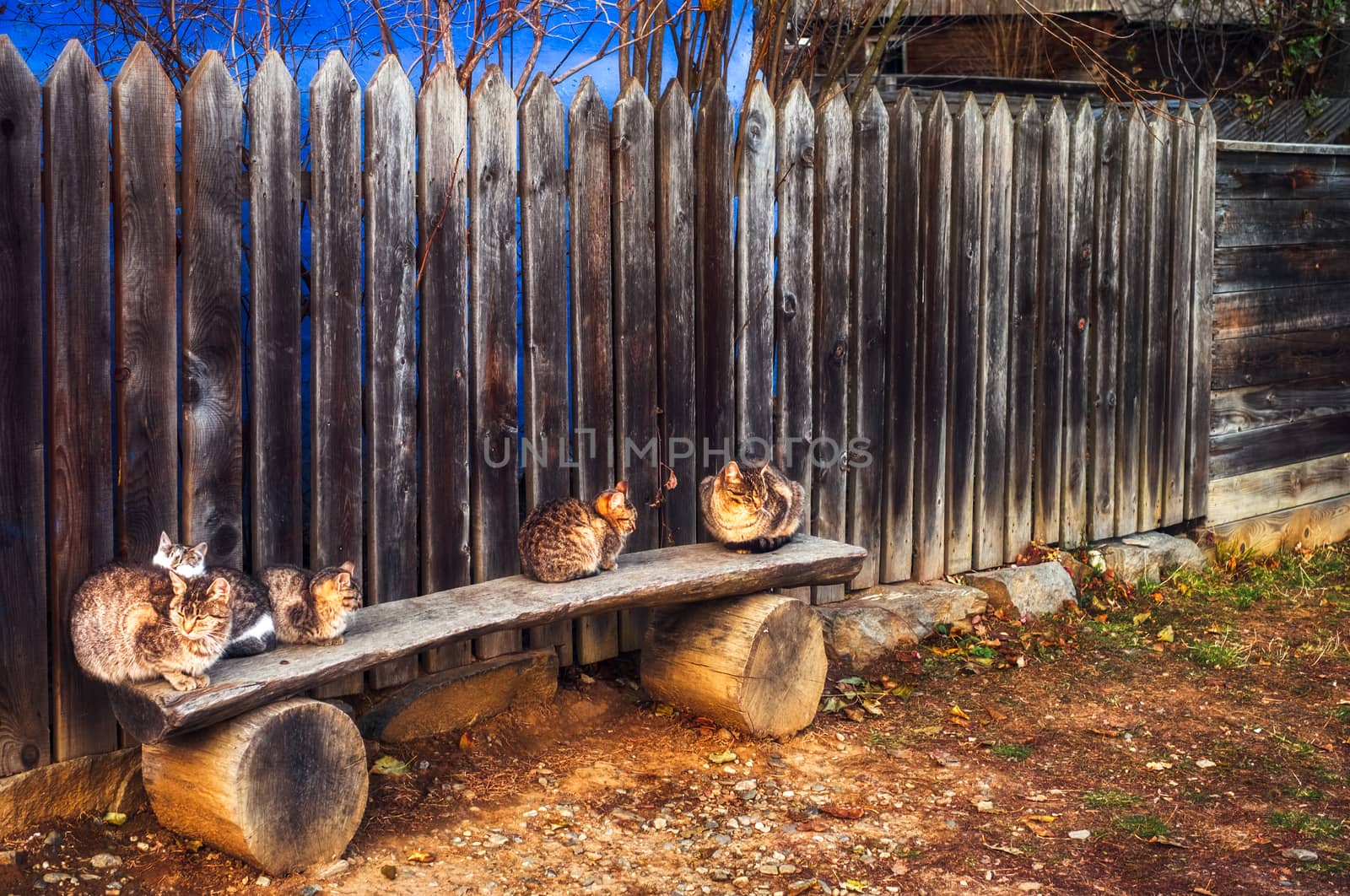 cats on the bench in front of the country house