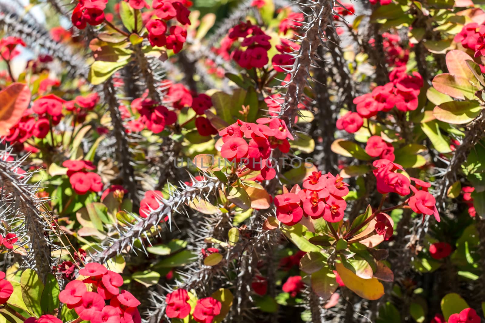 cactus with flowers