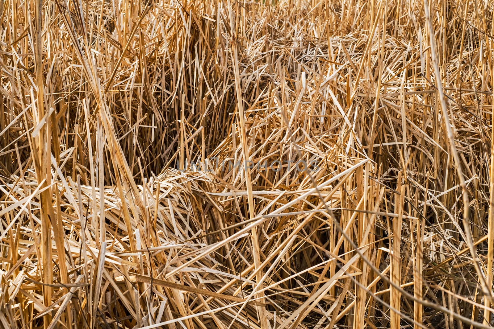 Bunch of dry reeds areas