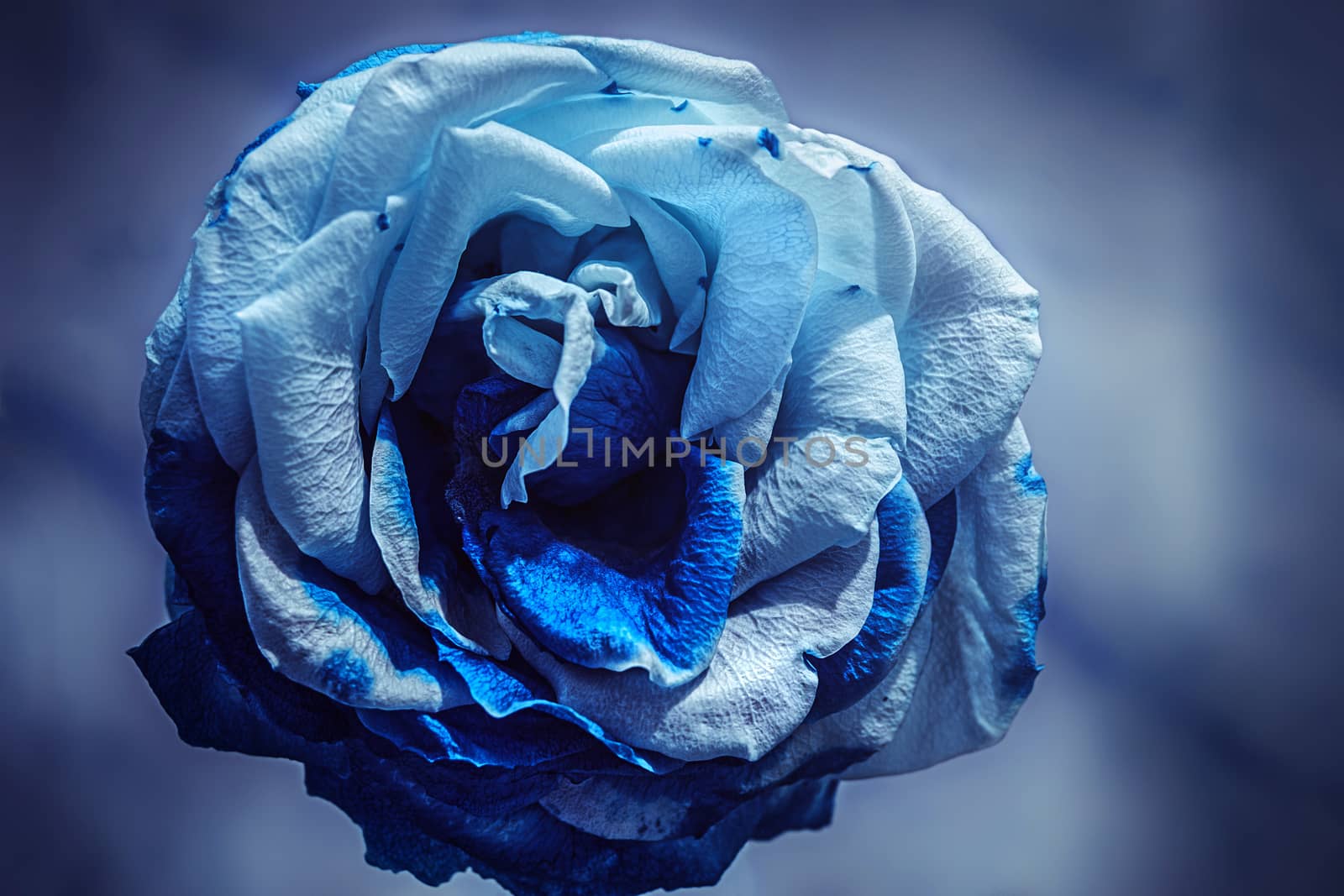 white rose with dried petals