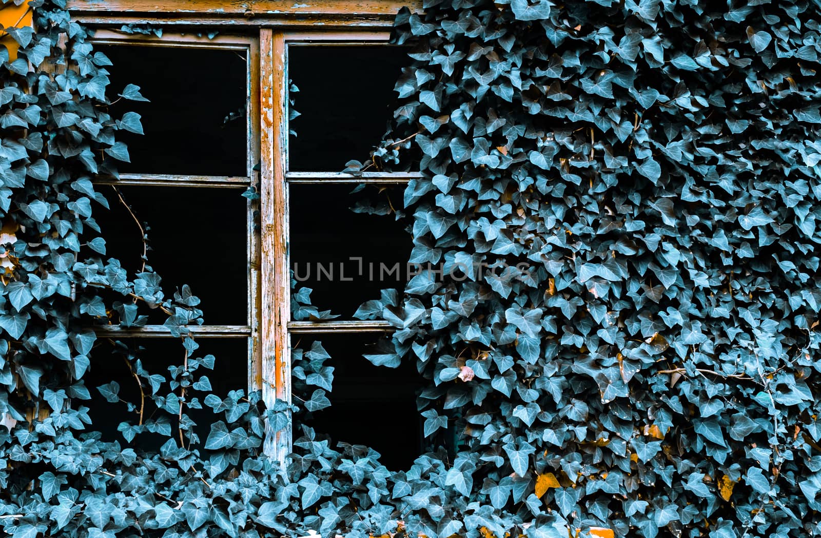 broken window of an abandoned building covered in blue ivy plant