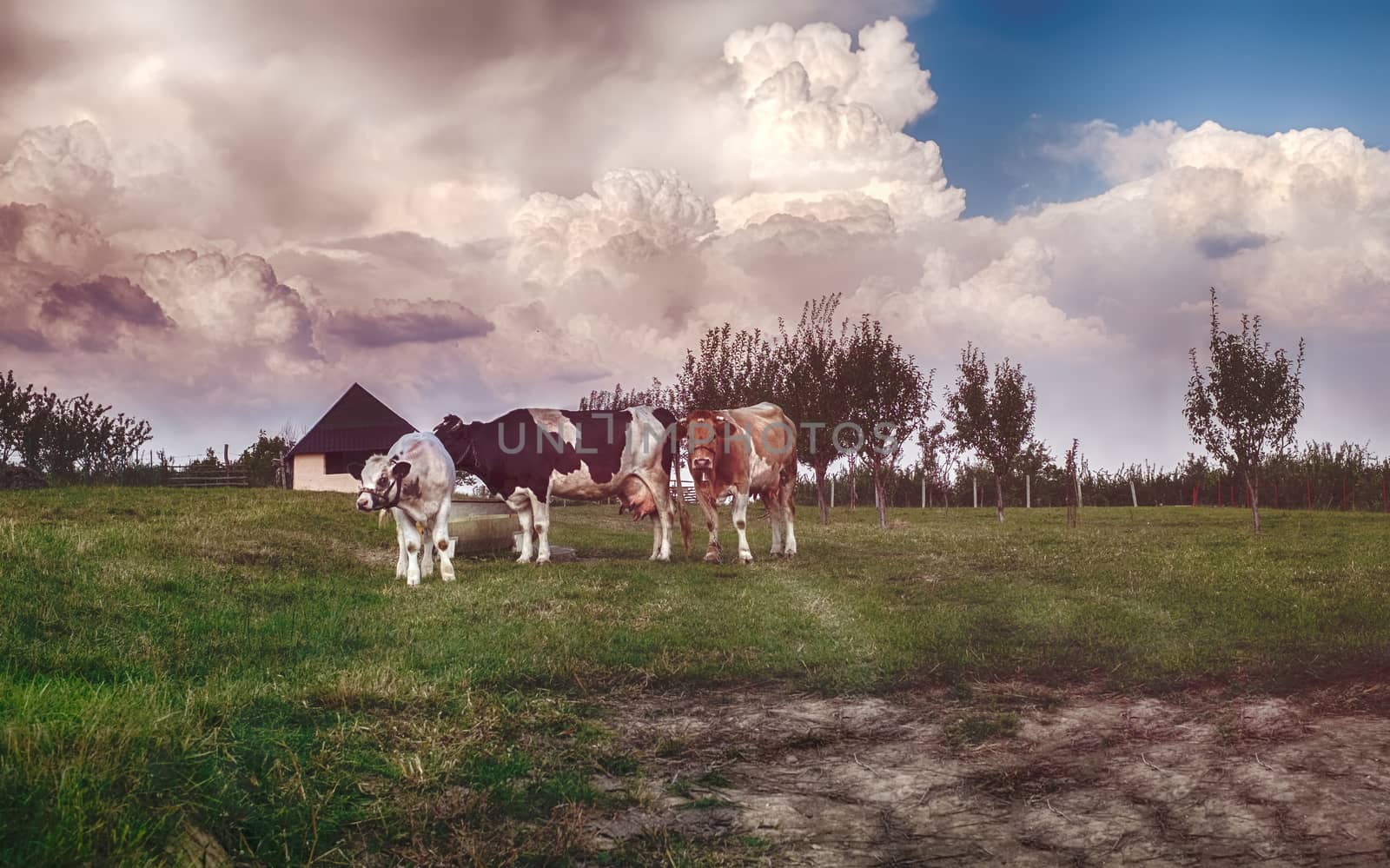 cows in the pasture