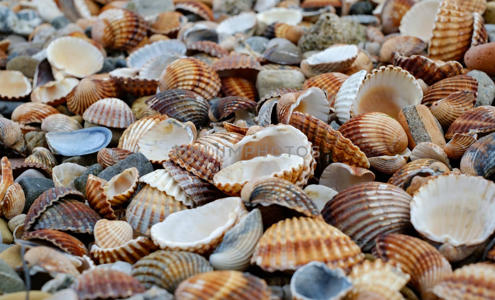 Colorful seashells on the beach
