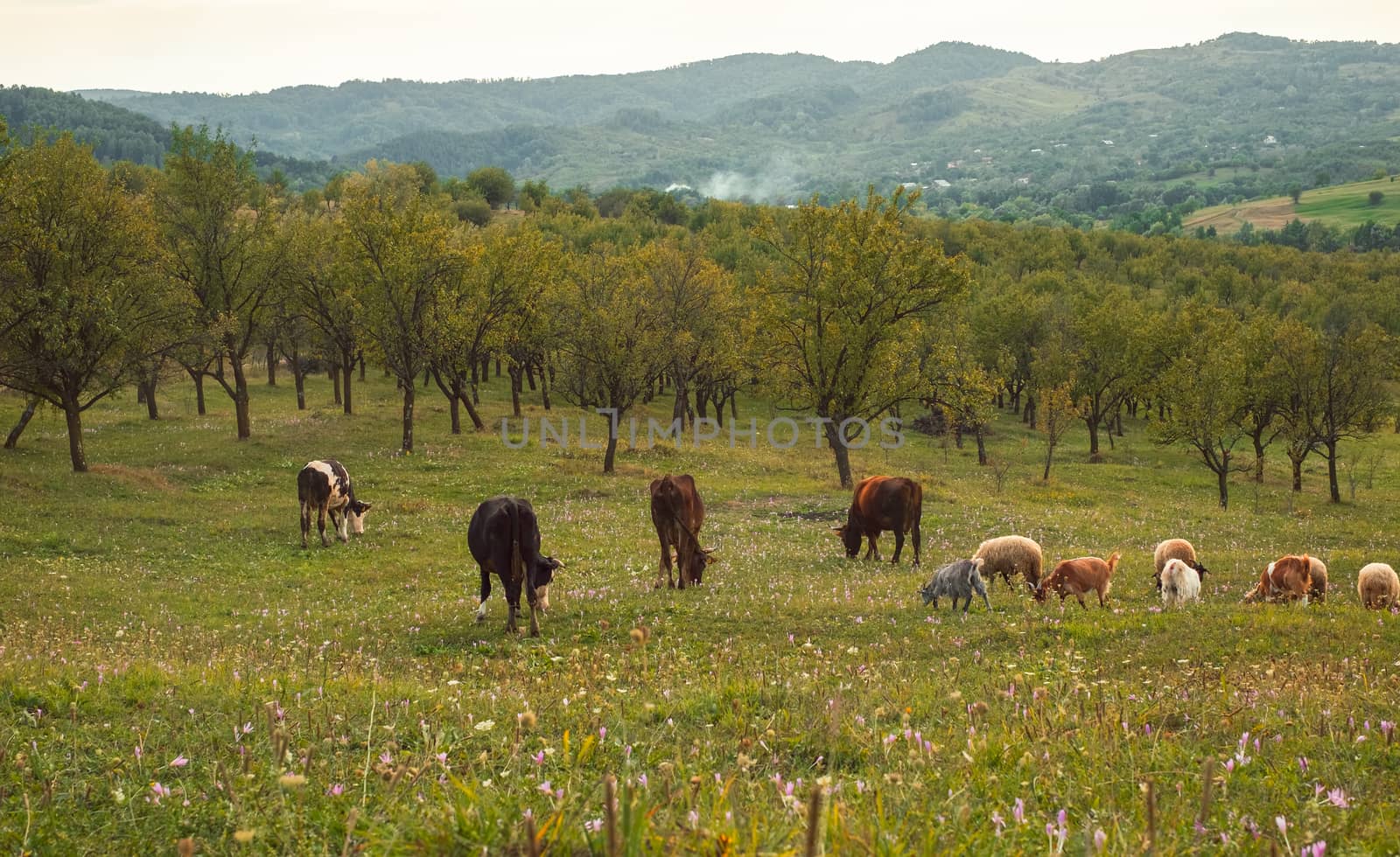 Cows, sheeps and goats grazing