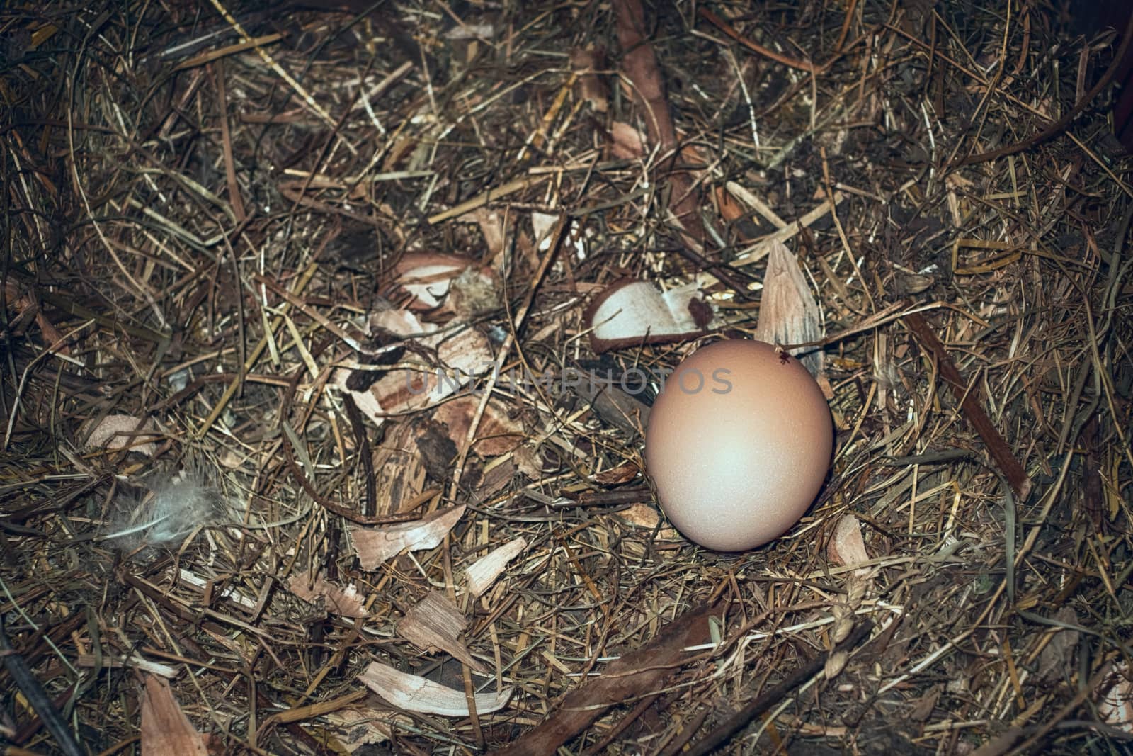 Fresh egg in the nest