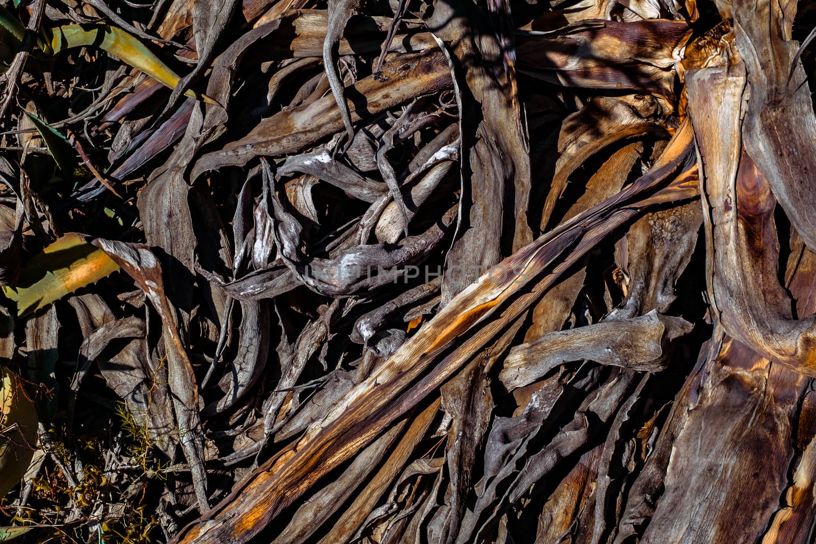 dry aloe vera plant in nature