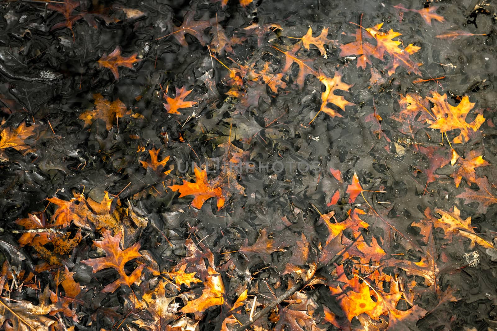 dry leaves floating on the surface of the water, top view