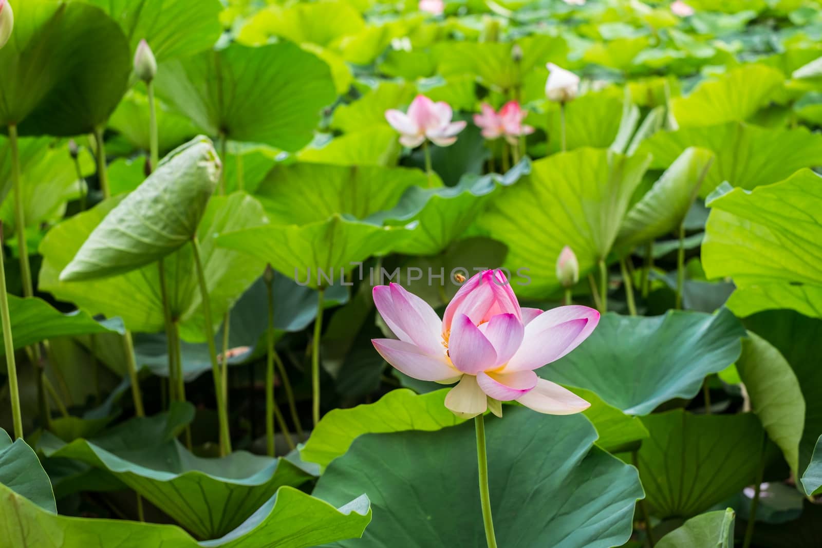 Egyptian lotus on the Lake from the Circus park, Bucharest, Romania
