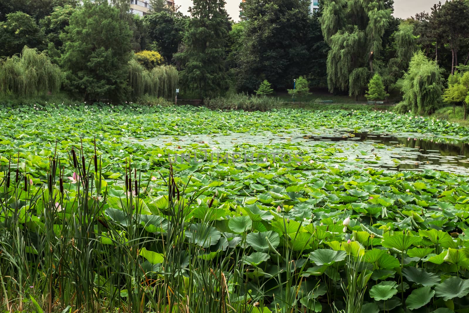 Egyptian lotus on the Lake from the Circus park, Bucharest, Romania