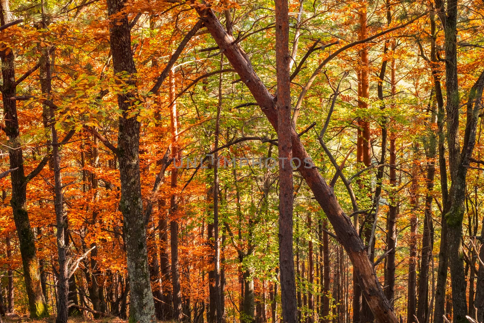 forest of conifers and deciduous trees