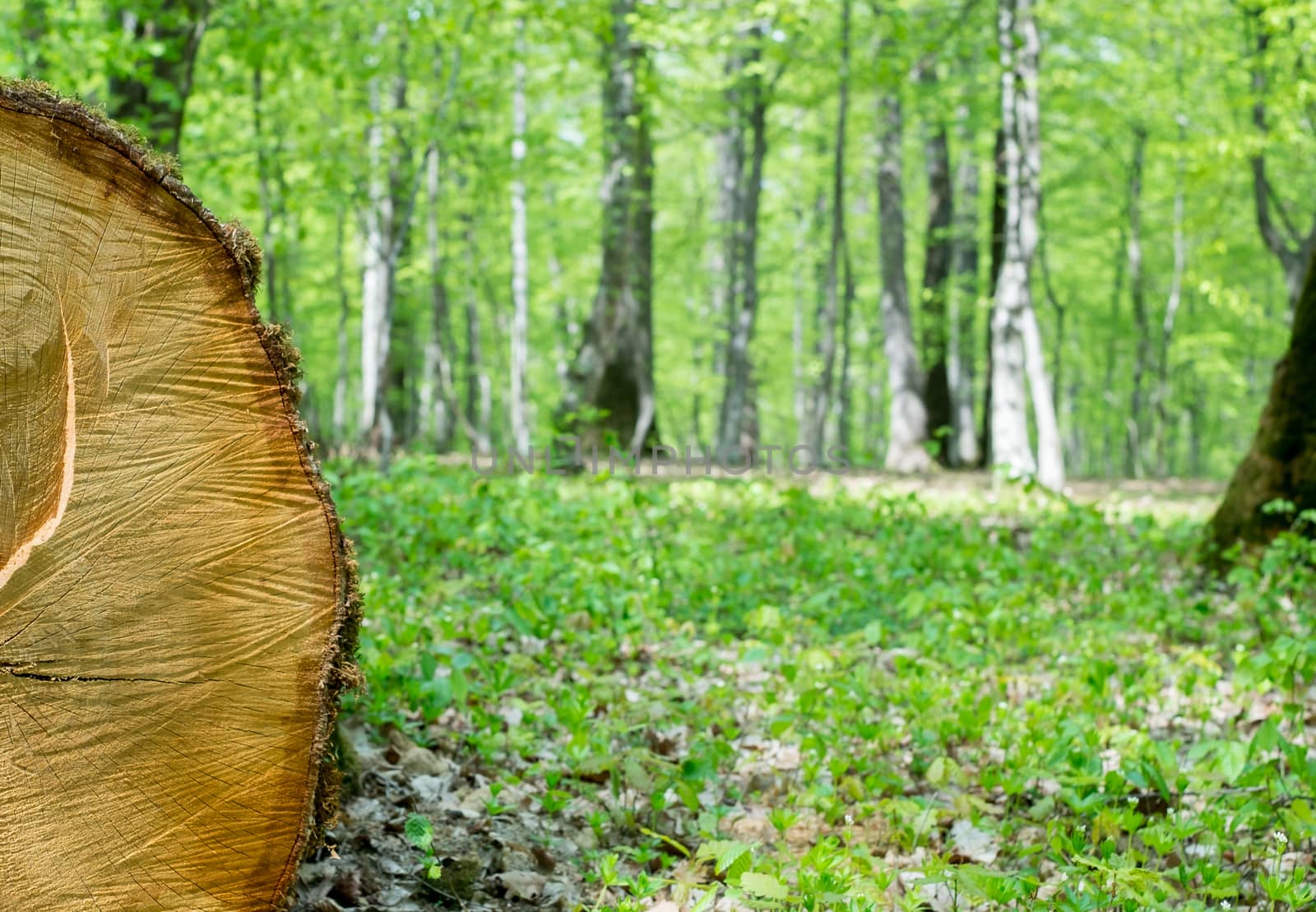 freshly cut tree in the spring forest