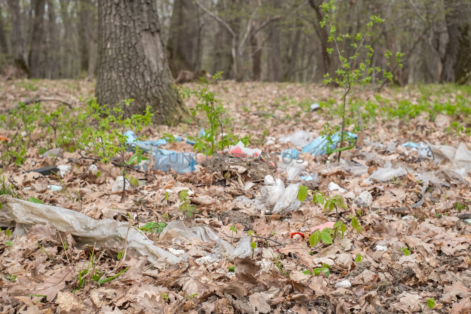 garbage in the forest among the spring shrubs