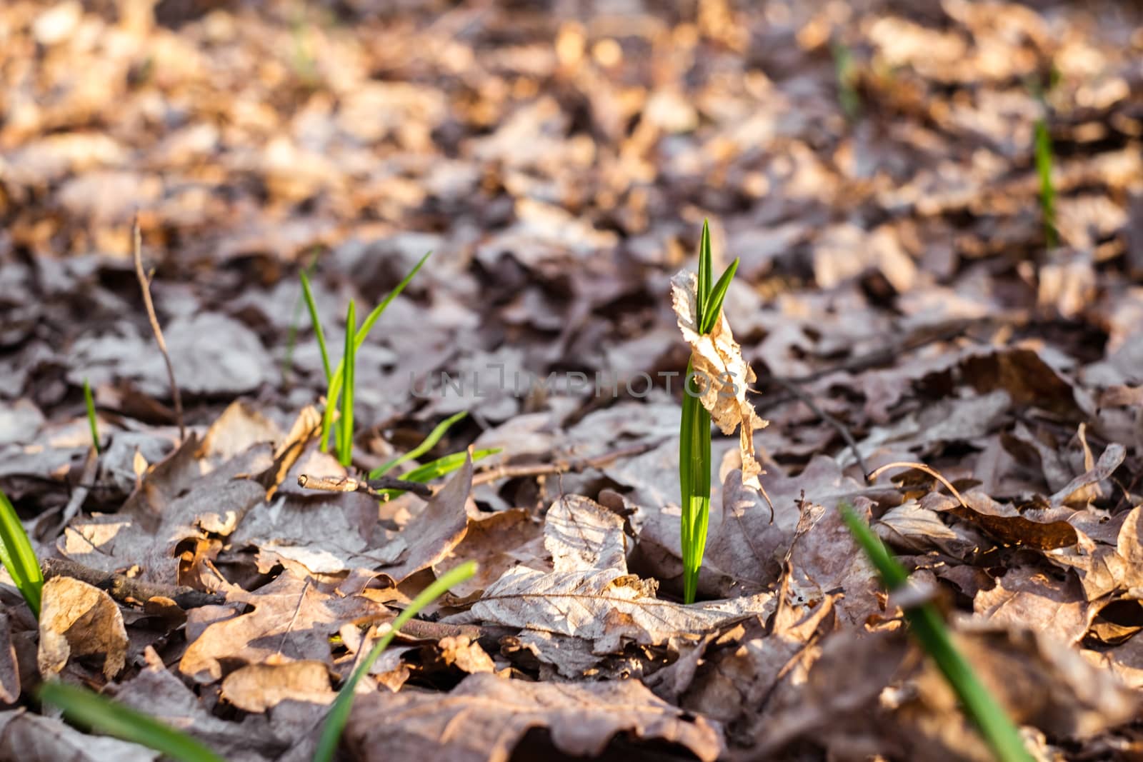 Green long fresh grass grows through a the dry leaf