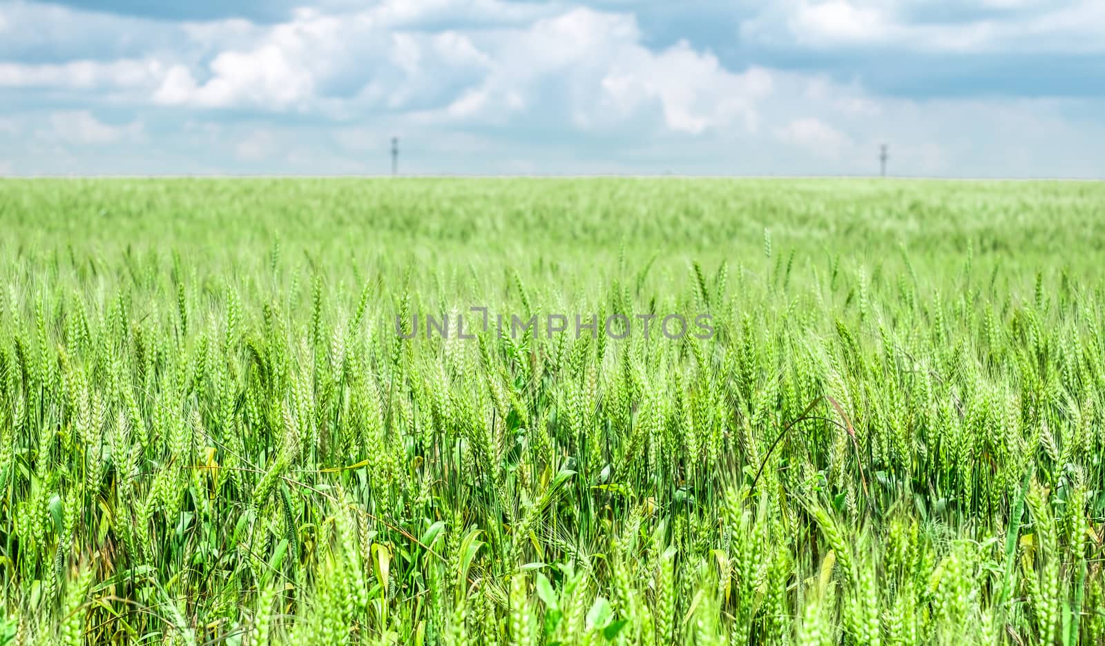 Green wheat field with cloudy sky in nord Bulgaria