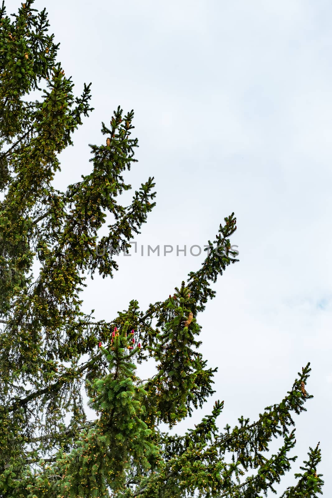 green fir with spring red cones