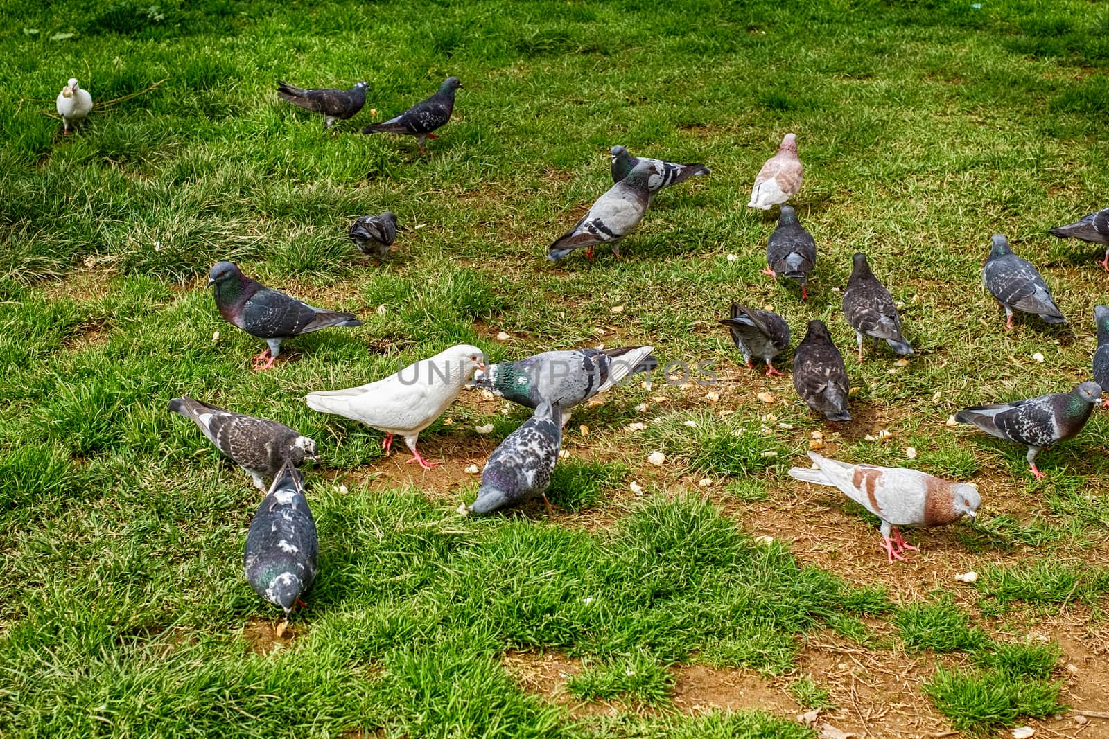 group of pigeons eat in the grass