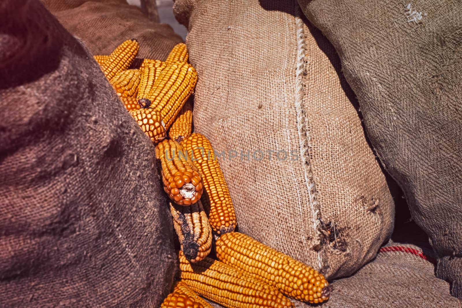 harvested corn cobs in burlap sack